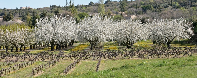 Cerisiers en fleurs à Gordes, Luberon