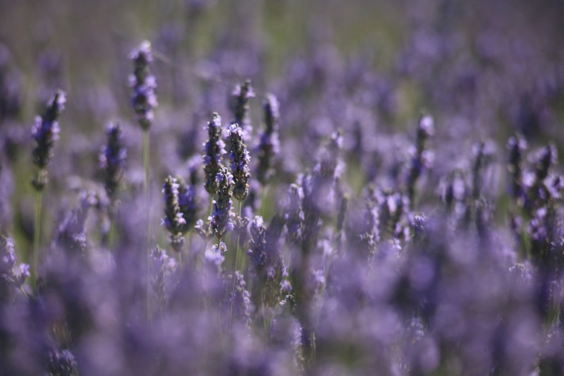 La Provence en Pleine Floraison : L'éblouissante Beauté des Champs de Lavande