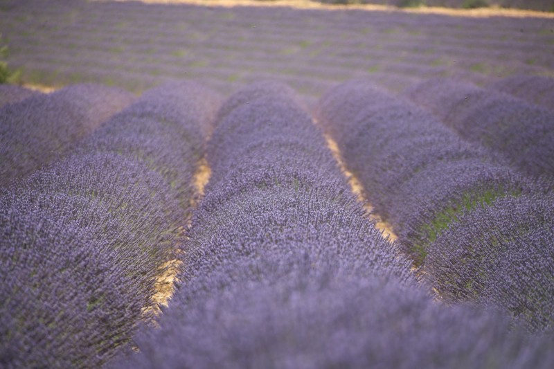 The LAVENDER in PROVENCE