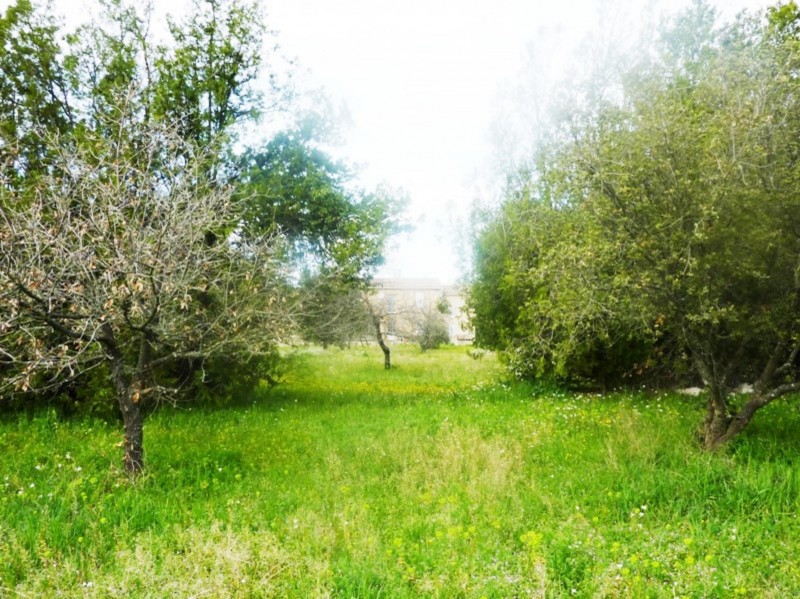 L'oliveraie du mas en Provence à vendre 