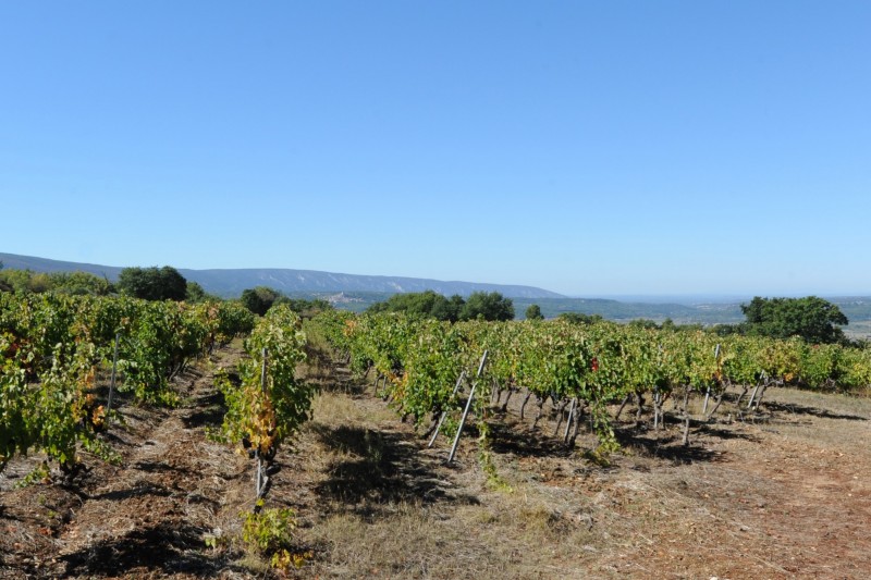 For sale, Luberon, elegant agricultural family property from the eighteenth century