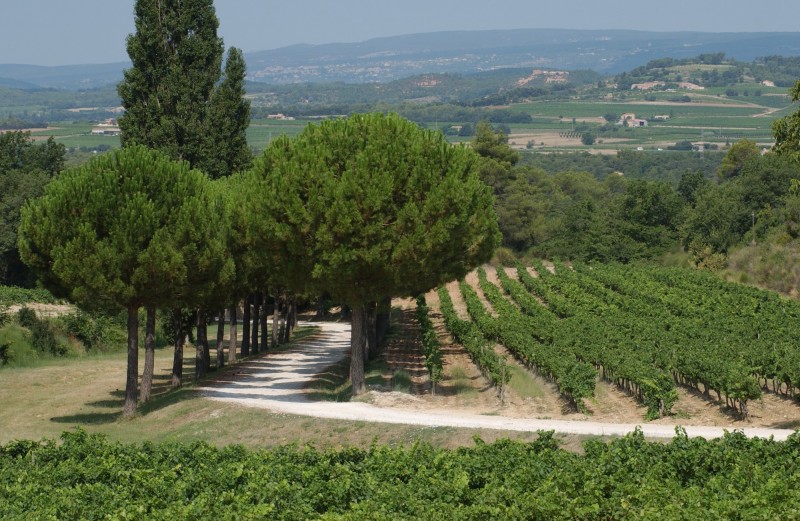 Propriété viticole en Provence