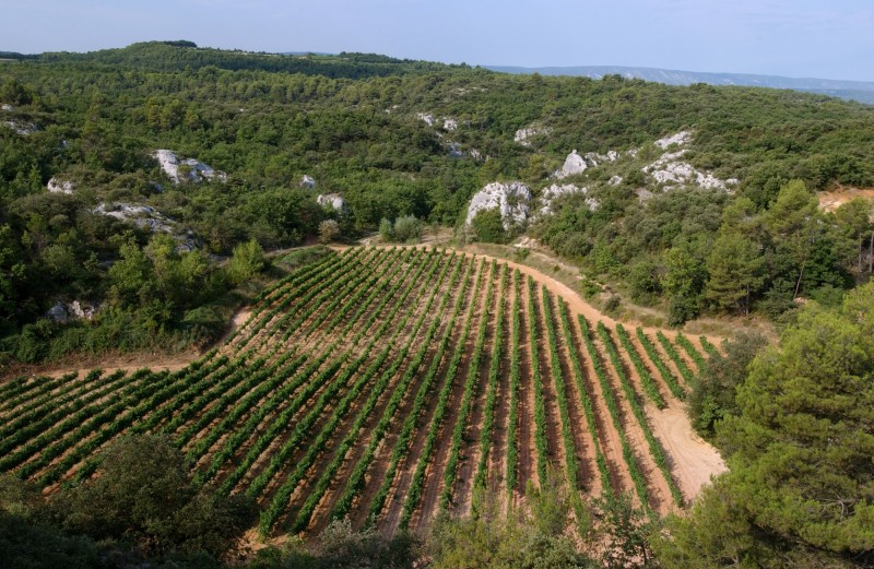 For sale in the Luberon, winery property on 100 hectares of wood and vineyards