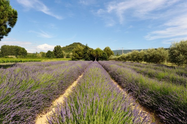 Lavandes et champs d'oliviers agrémentent cette belle demeure Provençale