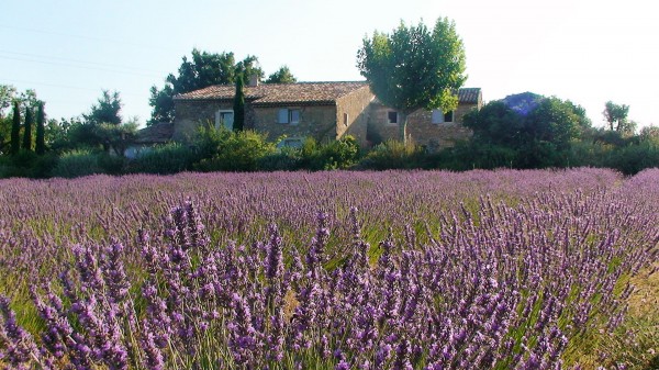 To rent for your holidays in Provence, near Oppede in Luberon, authentic XVIIIth century farmhouse tastefully renovated for successful holidays in Provence